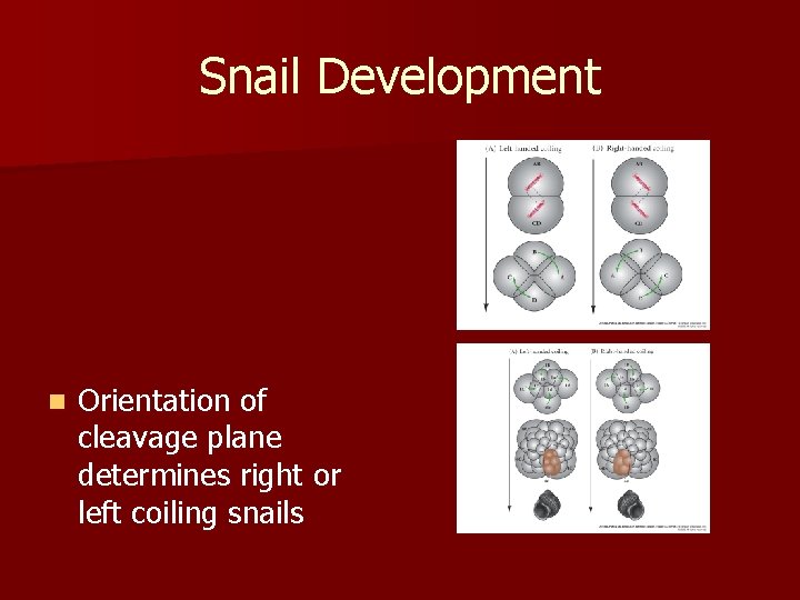 Snail Development n Orientation of cleavage plane determines right or left coiling snails 