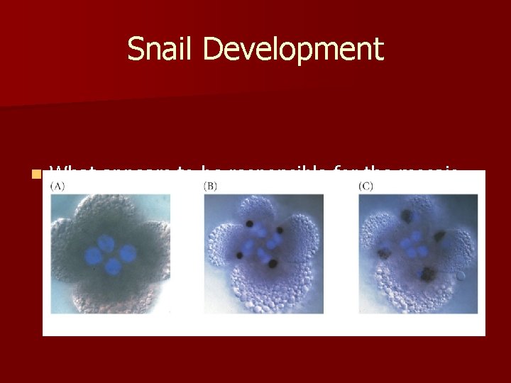 Snail Development n What appears to be responsible for the mosaic development seen in
