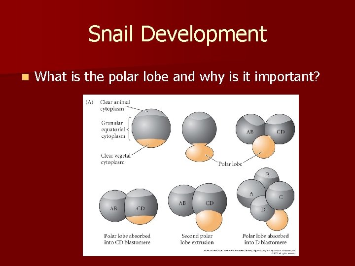 Snail Development n What is the polar lobe and why is it important? 