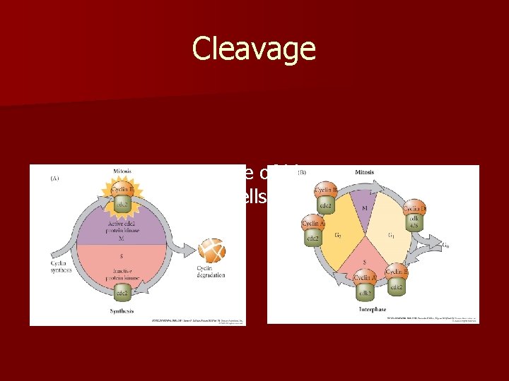 Cleavage n How does the cell cycle of blastomeres compare with that of somatic