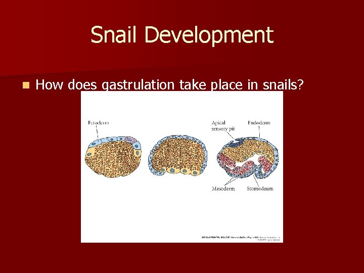 Snail Development n How does gastrulation take place in snails? 