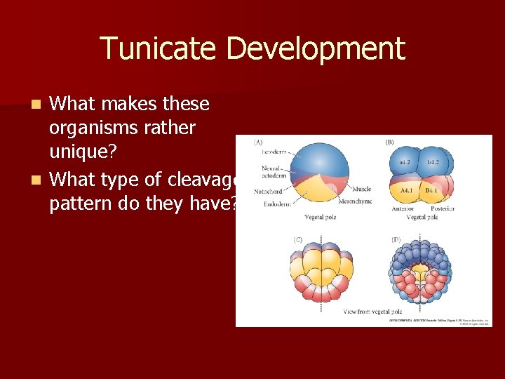 Tunicate Development What makes these organisms rather unique? n What type of cleavage pattern