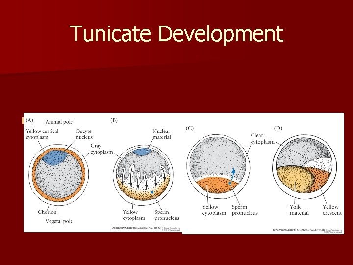 Tunicate Development n In what way does the pigmentation in Styela partita provide developmental