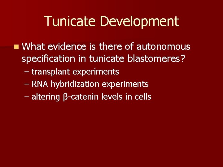 Tunicate Development n What evidence is there of autonomous specification in tunicate blastomeres? –