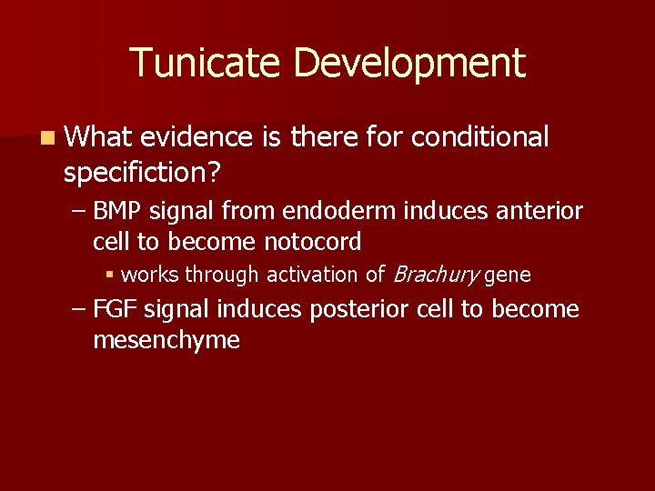 Tunicate Development n What evidence is there for conditional specifiction? – BMP signal from