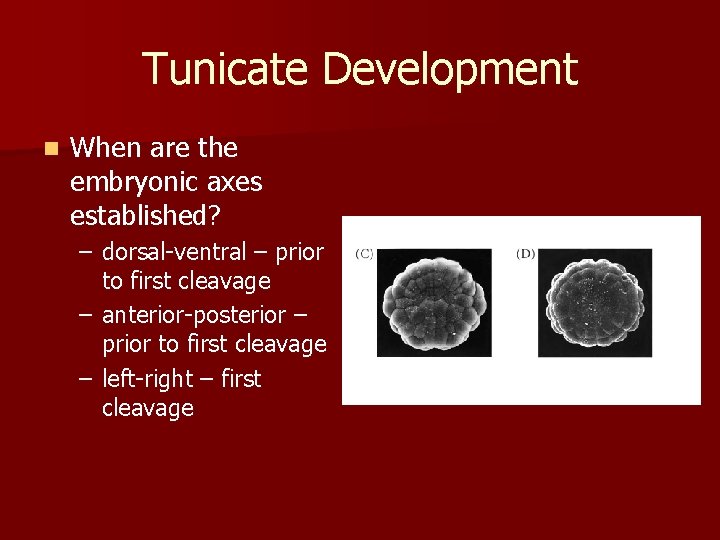 Tunicate Development n When are the embryonic axes established? – dorsal-ventral – prior to