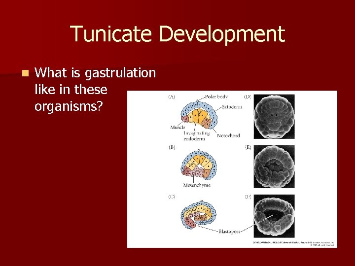 Tunicate Development n What is gastrulation like in these organisms? 