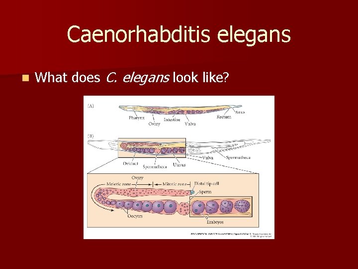 Caenorhabditis elegans n What does C. elegans look like? 