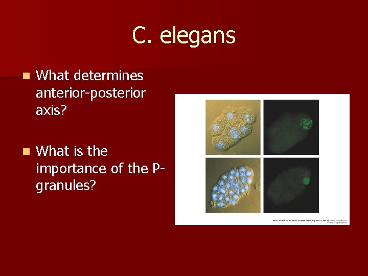 C. elegans n What determines anterior-posterior axis? n What is the importance of the