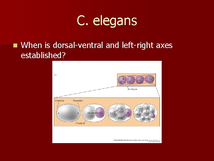 C. elegans n When is dorsal-ventral and left-right axes established? 