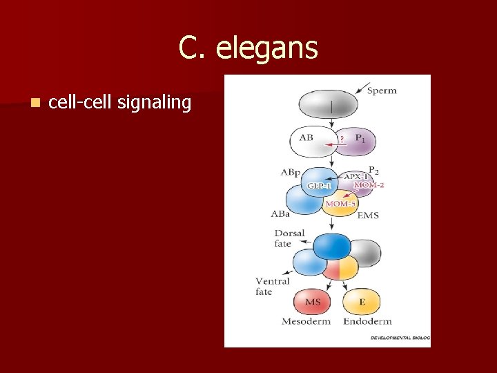 C. elegans n cell-cell signaling 