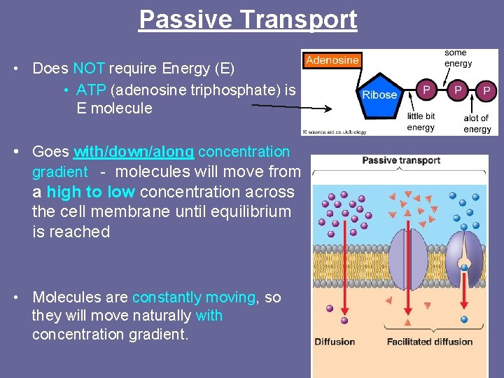 Passive Transport • Does NOT require Energy (E) • ATP (adenosine triphosphate) is E