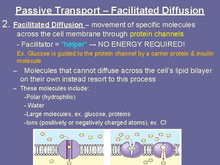 Passive Transport – Facilitated Diffusion 2. Facilitated Diffusion – movement of specific molecules across