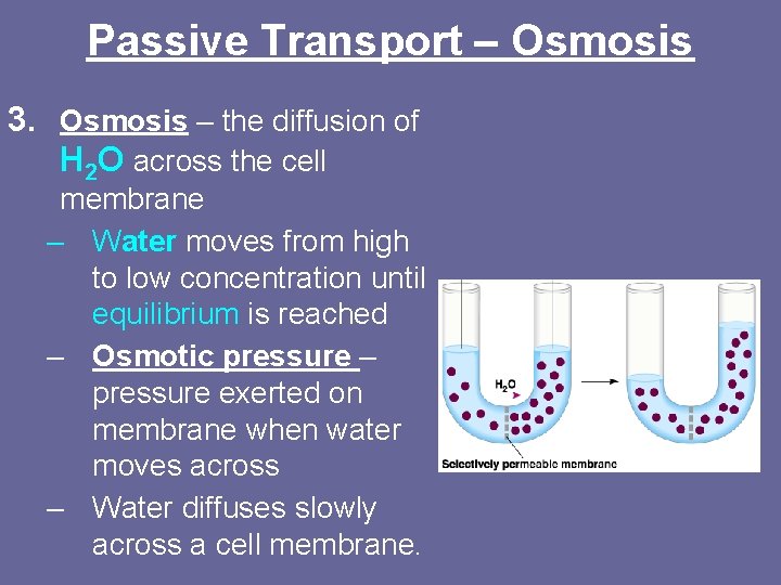 Passive Transport – Osmosis 3. Osmosis – the diffusion of H 2 O across