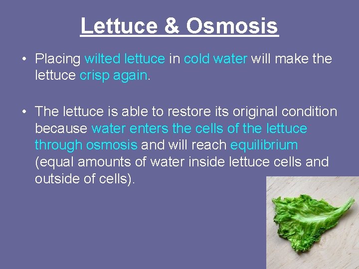 Lettuce & Osmosis • Placing wilted lettuce in cold water will make the lettuce