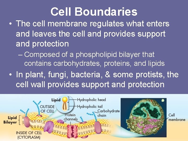 Cell Boundaries • The cell membrane regulates what enters and leaves the cell and
