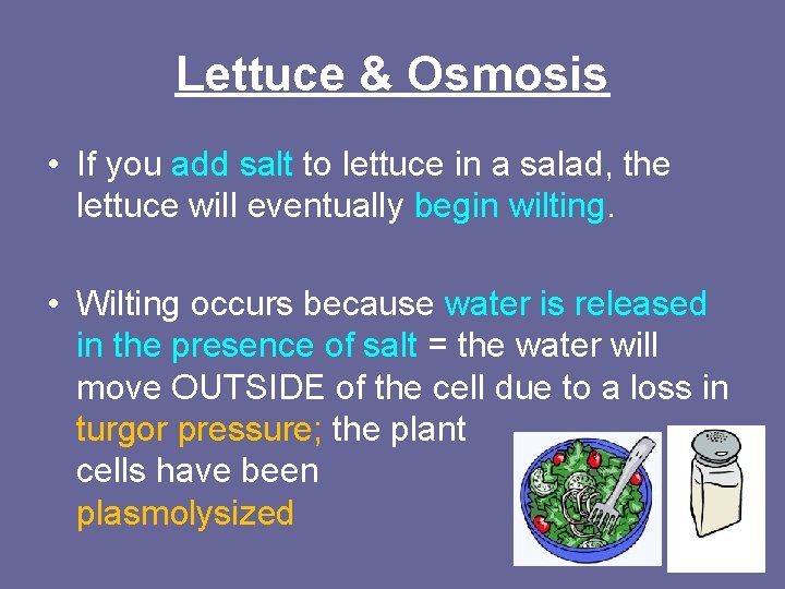 Lettuce & Osmosis • If you add salt to lettuce in a salad, the