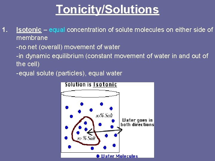 Tonicity/Solutions 1. Isotonic – equal concentration of solute molecules on either side of membrane