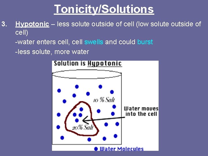 Tonicity/Solutions 3. Hypotonic – less solute outside of cell (low solute outside of cell)