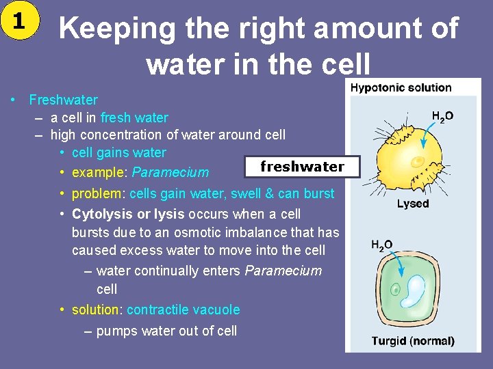 1 Keeping the right amount of water in the cell • Freshwater – a