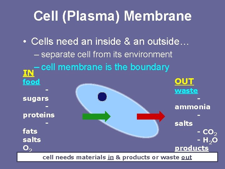Cell (Plasma) Membrane • Cells need an inside & an outside… – separate cell