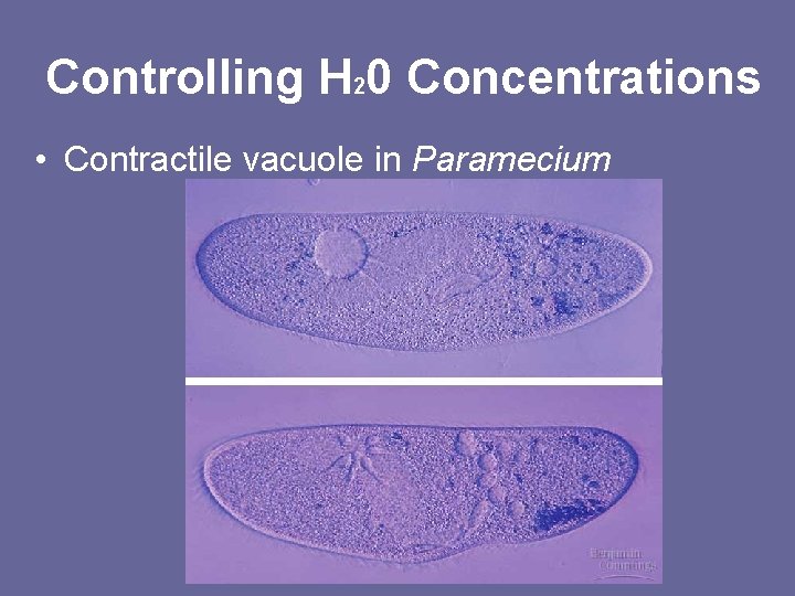 Controlling H 20 Concentrations • Contractile vacuole in Paramecium 