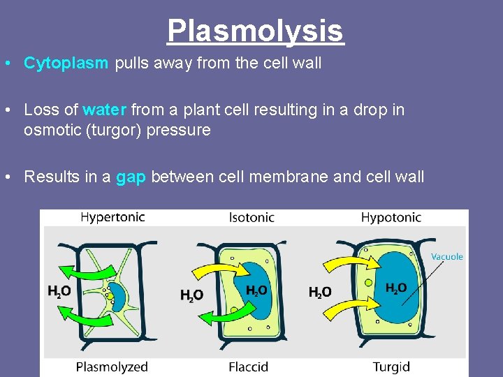 Plasmolysis • Cytoplasm pulls away from the cell wall • Loss of water from