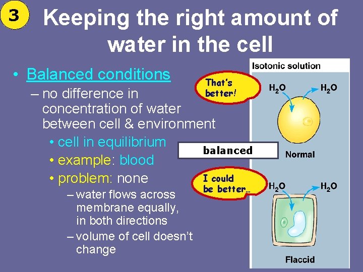 3 Keeping the right amount of water in the cell • Balanced conditions That’s