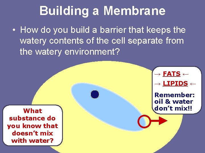 Building a Membrane • How do you build a barrier that keeps the watery