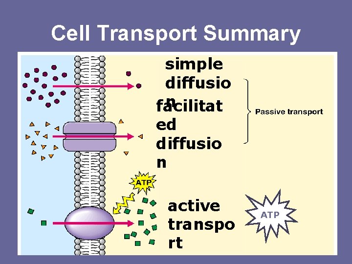 Cell Transport Summary simple diffusio n facilitat ed diffusio n active transpo rt ATP