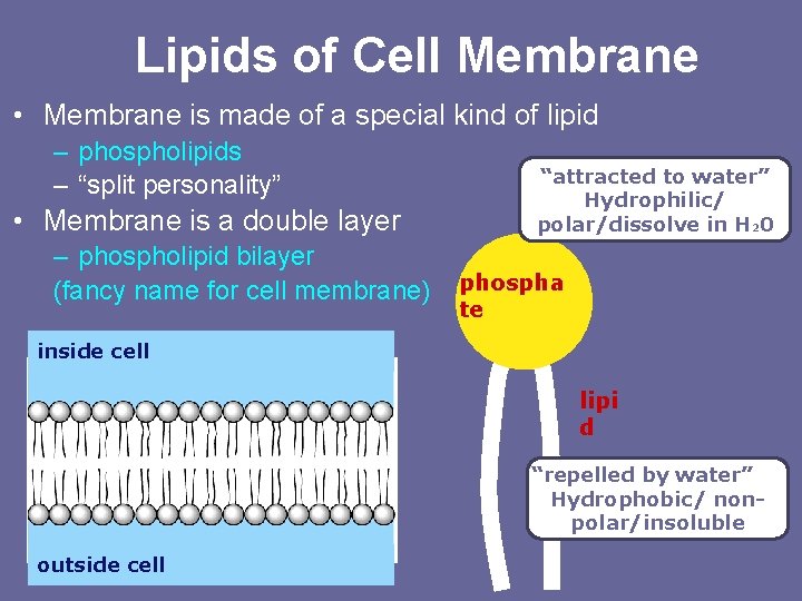 Lipids of Cell Membrane • Membrane is made of a special kind of lipid