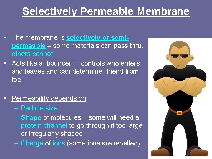 Selectively Permeable Membrane • The membrane is selectively or semipermeable – some materials can