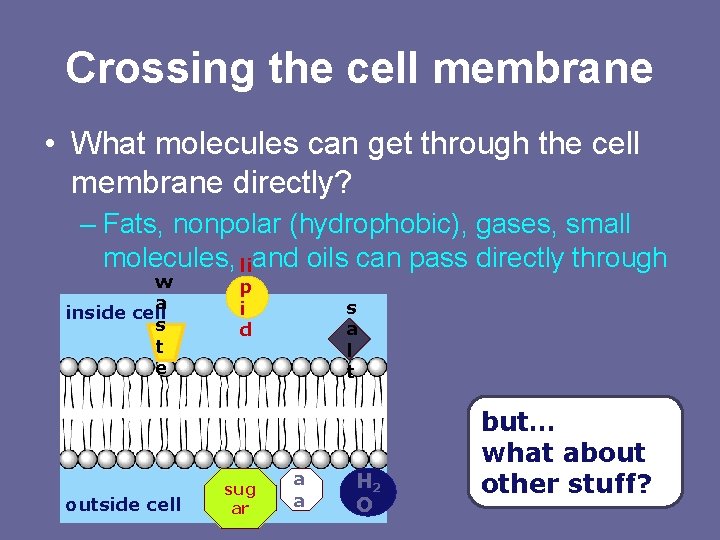 Crossing the cell membrane • What molecules can get through the cell membrane directly?