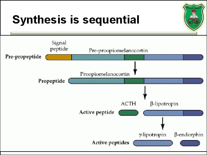 Synthesis is sequential 