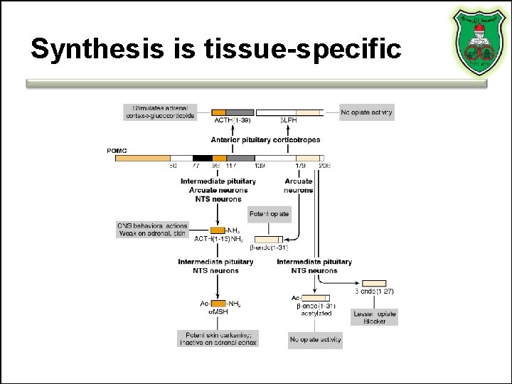 Synthesis is tissue-specific 