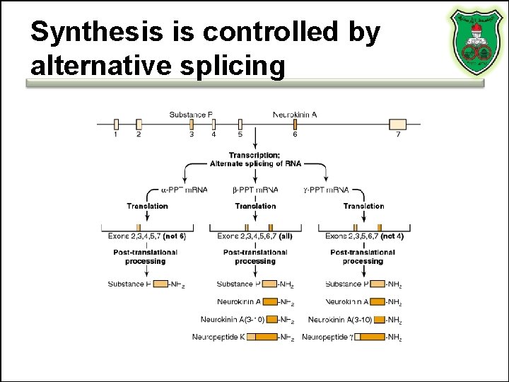 Synthesis is controlled by alternative splicing 