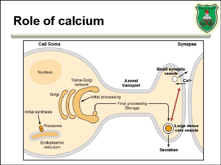 Role of calcium 