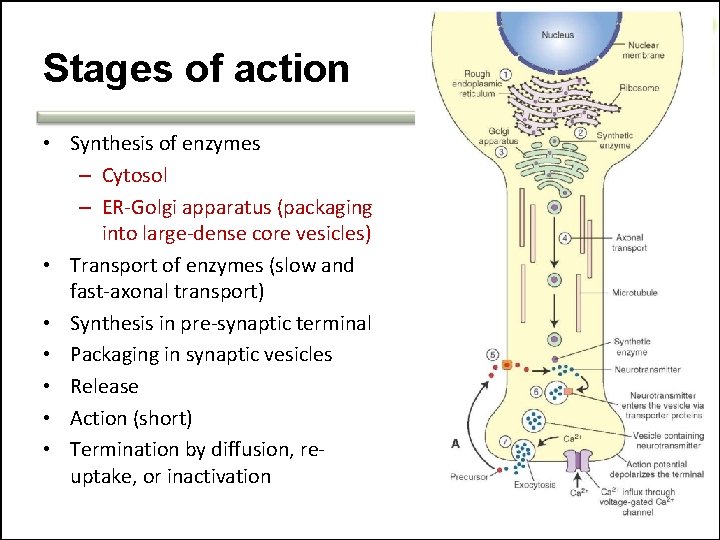 Stages of action • Synthesis of enzymes – Cytosol – ER-Golgi apparatus (packaging into