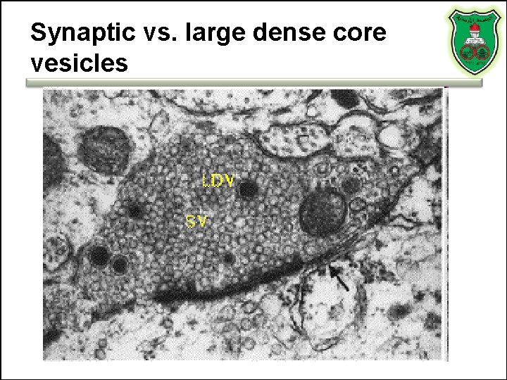 Synaptic vs. large dense core vesicles 