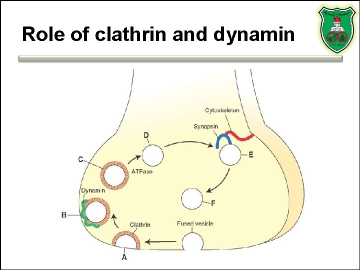 Role of clathrin and dynamin 