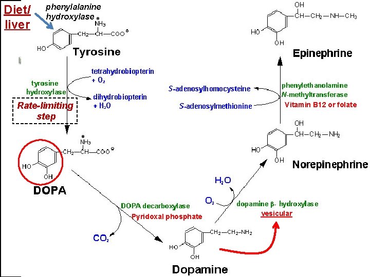 Diet/ liver phenylalanine hydroxylase Rate-limiting step Vitamin B 12 or folate Pyridoxal phosphate vesicular