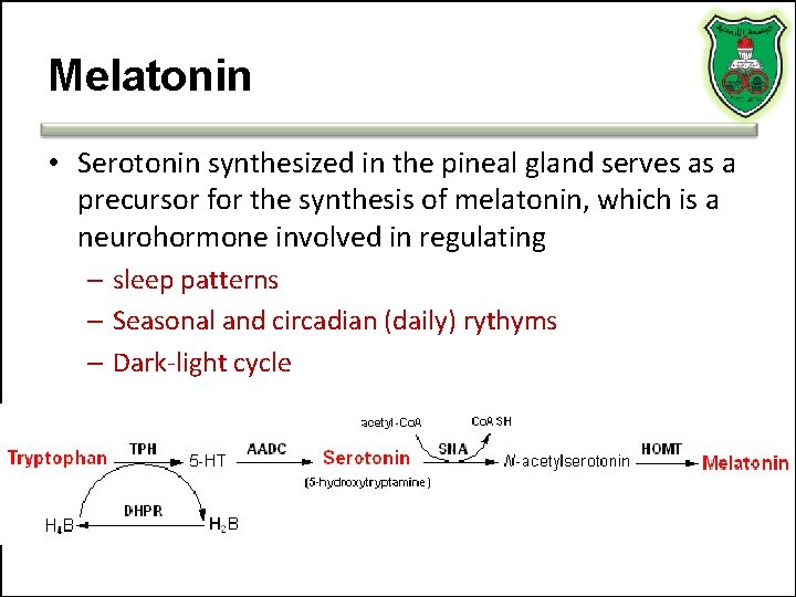 Melatonin • Serotonin synthesized in the pineal gland serves as a precursor for the