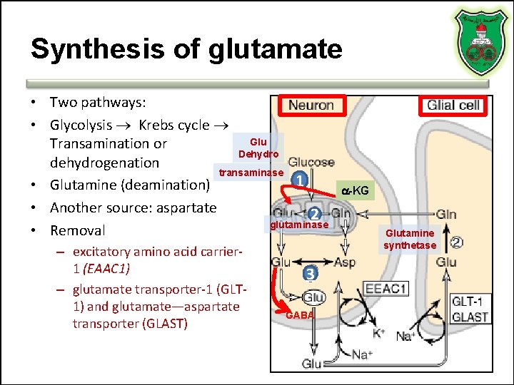 Synthesis of glutamate • Two pathways: • Glycolysis Krebs cycle Glu Transamination or Dehydro