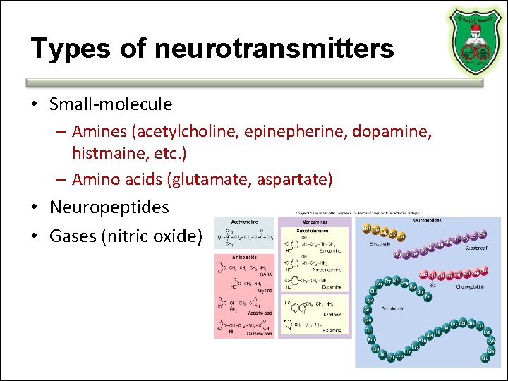 Types of neurotransmitters • Small-molecule – Amines (acetylcholine, epinepherine, dopamine, histmaine, etc. ) –