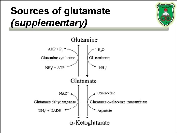 Sources of glutamate (supplementary) 