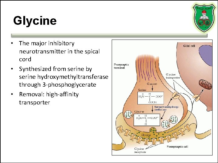 Glycine • The major inhibitory neurotransmitter in the spical cord • Synthesized from serine