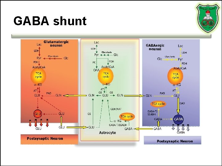 GABA shunt 