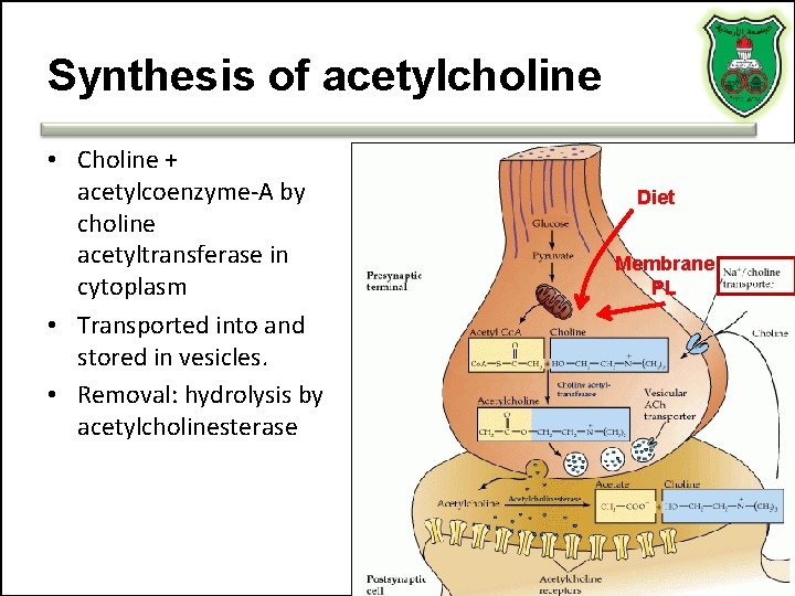 Synthesis of acetylcholine • Choline + acetylcoenzyme-A by choline acetyltransferase in cytoplasm • Transported