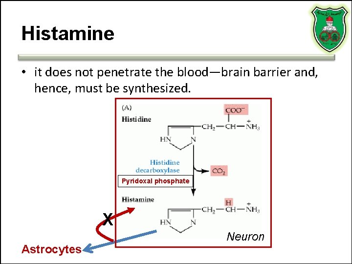 Histamine • it does not penetrate the blood—brain barrier and, hence, must be synthesized.