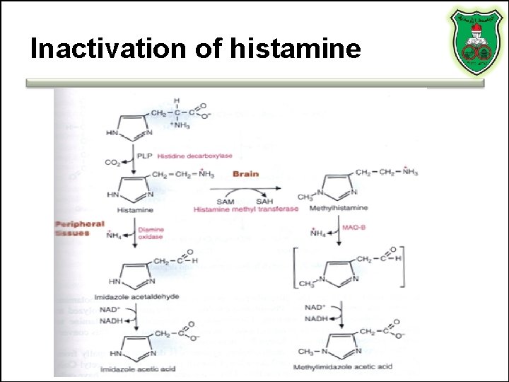 Inactivation of histamine 